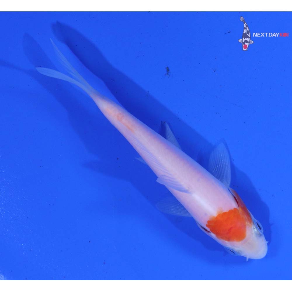 3” Imported Kohaku