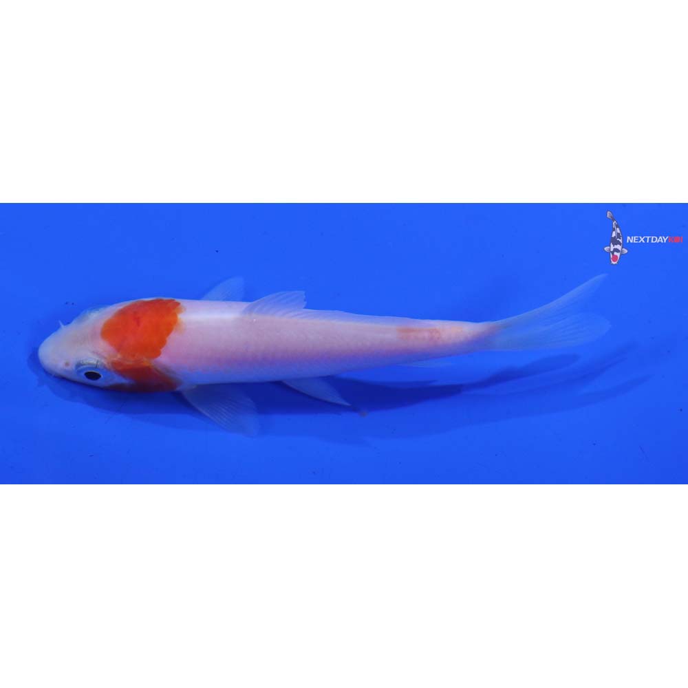 3” Imported Kohaku