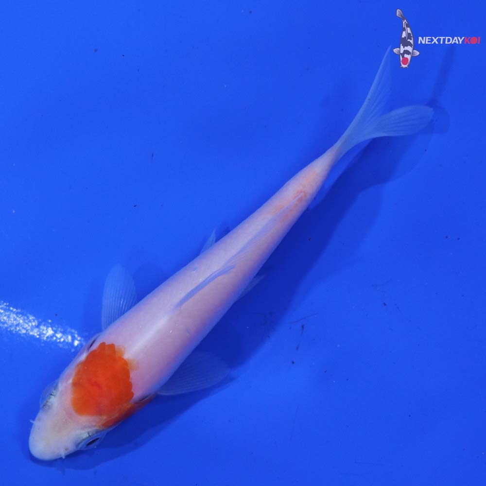 3” Imported Kohaku