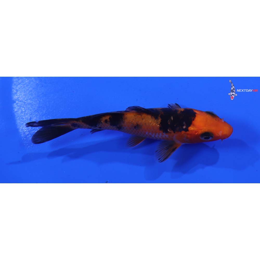 3.5” Imported Aka Bekko