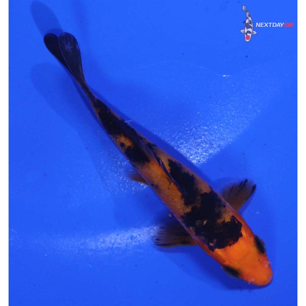 3.5” Imported Aka Bekko