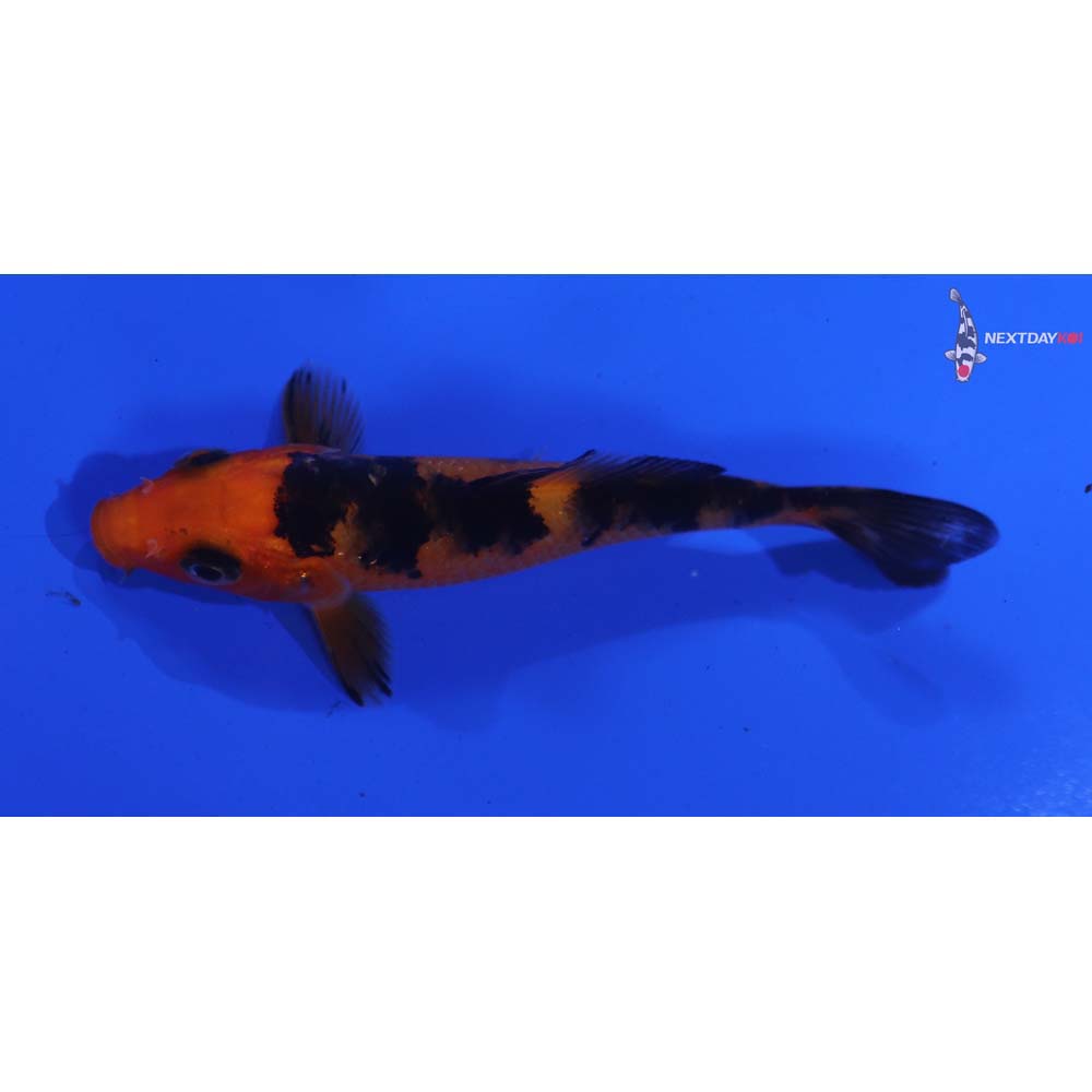 3.5” Imported Aka Bekko