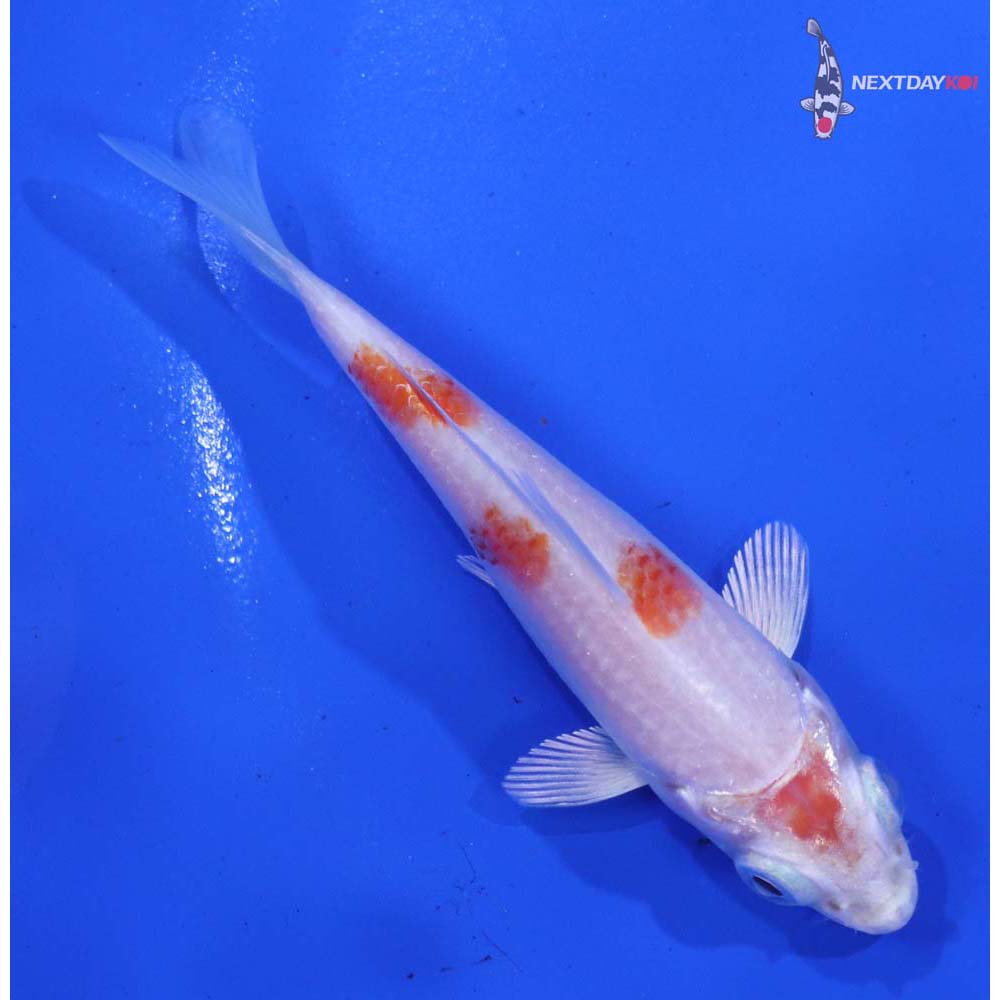 3” Imported Hariwake