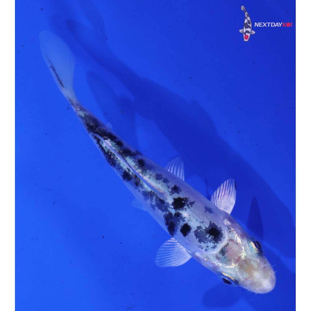 3.5” Imported Doitsu Shiro Bekko