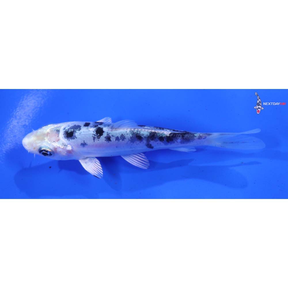 3.5” Imported Doitsu Shiro Bekko