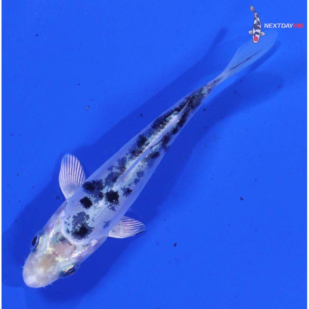 3.5” Imported Doitsu Shiro Bekko