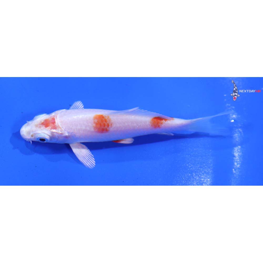 3” Imported Hariwake