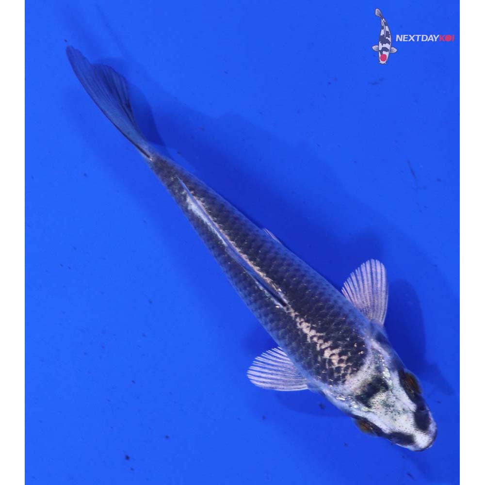 3.5” Imported Gin Matsuba