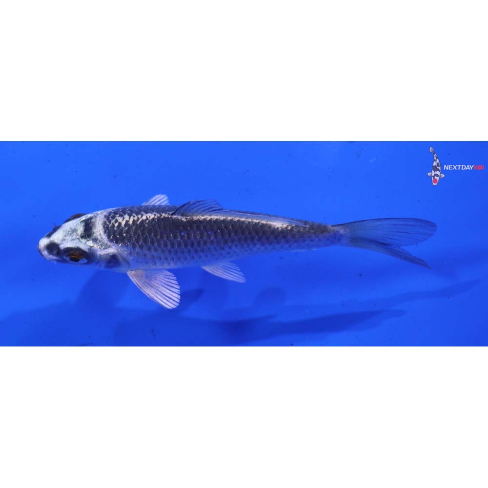 3.5” Imported Gin Matsuba