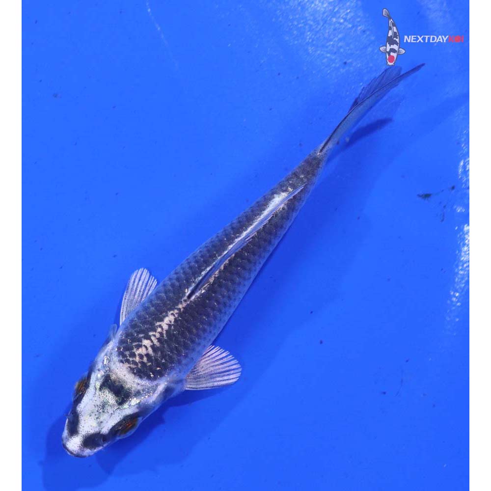 3.5” Imported Gin Matsuba