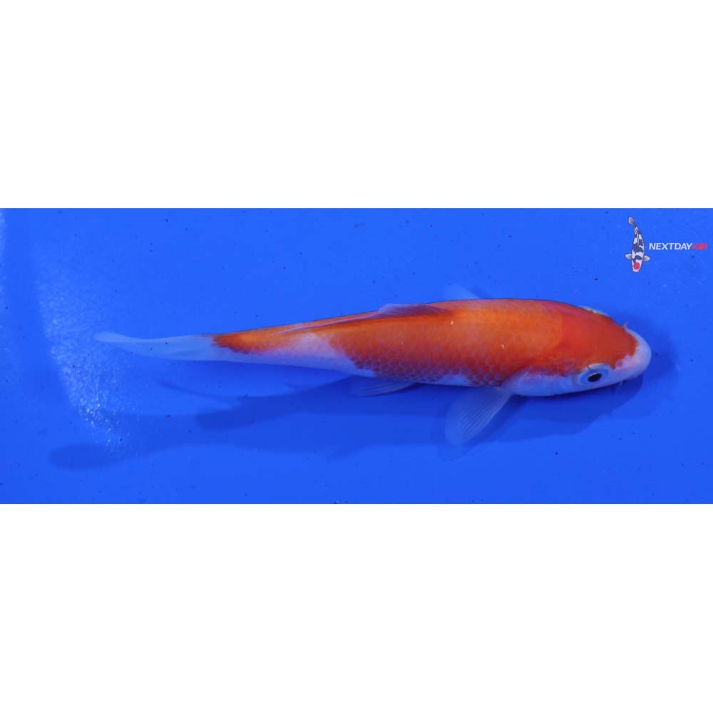 3.5” Imported Kohaku