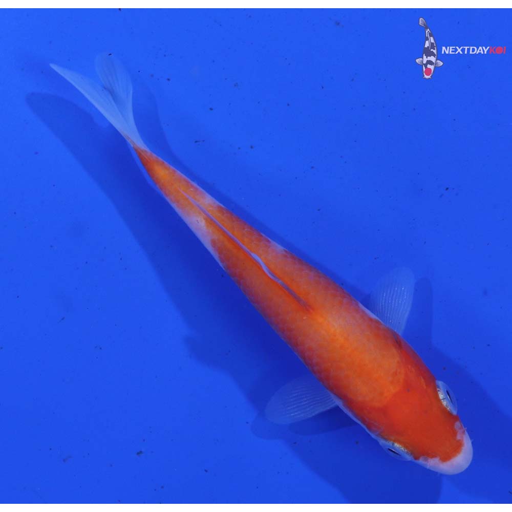 3.5” Imported Kohaku