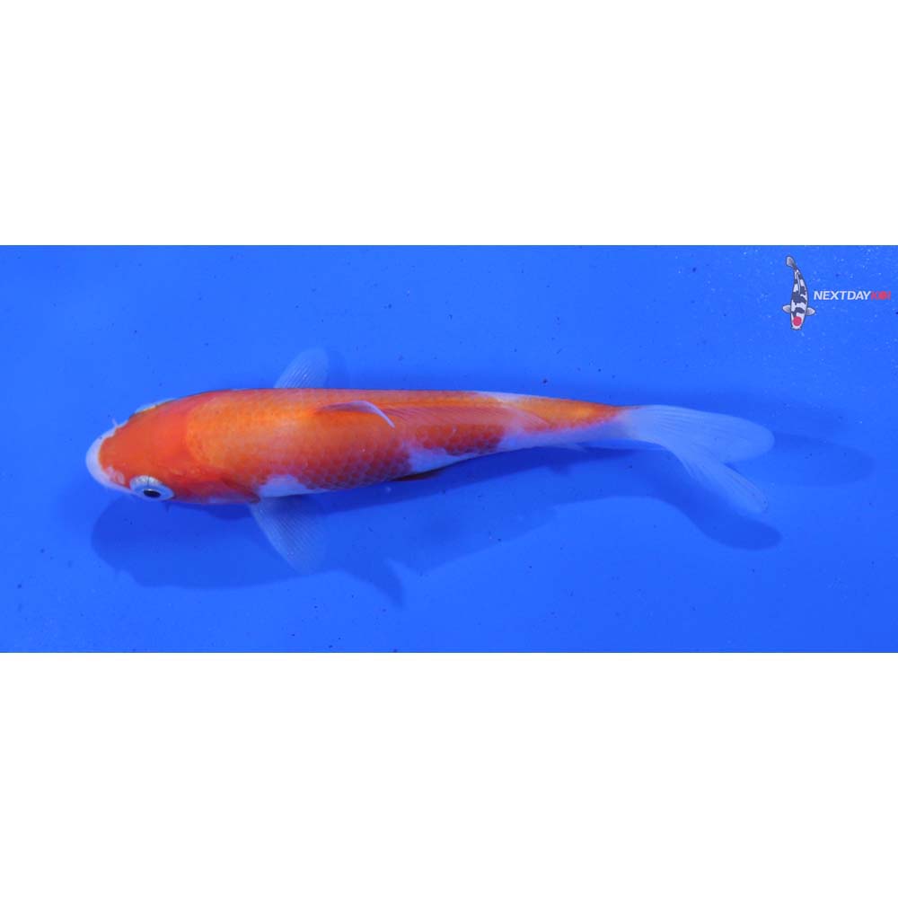 3.5” Imported Kohaku