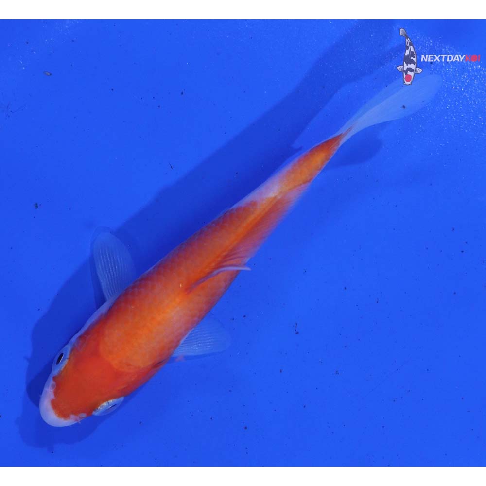 3.5” Imported Kohaku