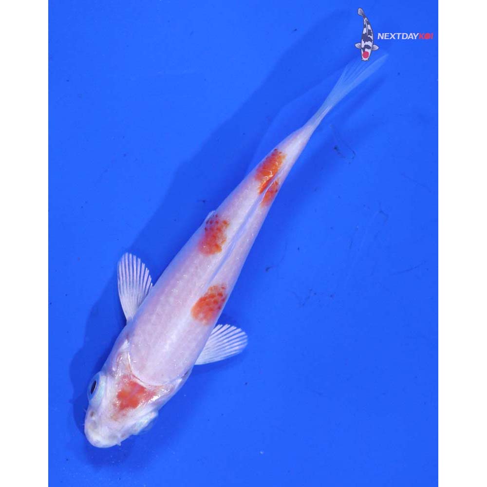 3” Imported Hariwake