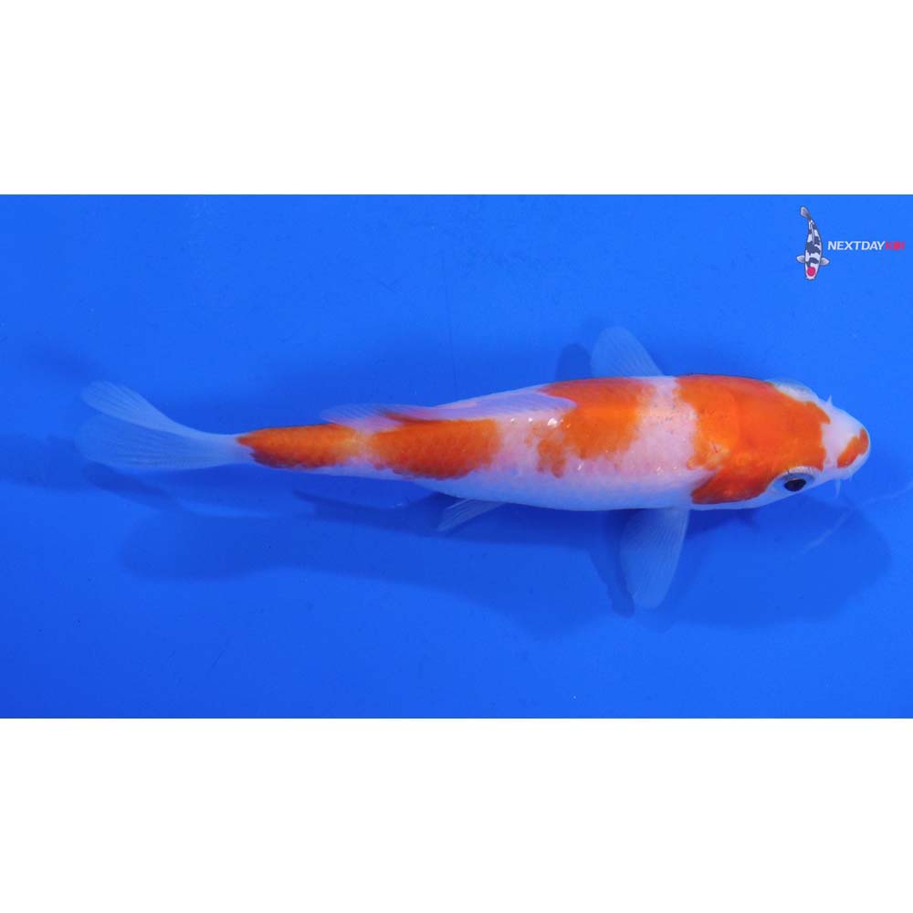 3.5” Imported Kohaku