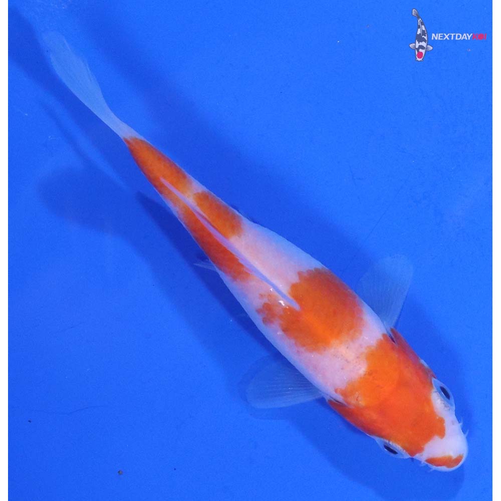 3.5” Imported Kohaku