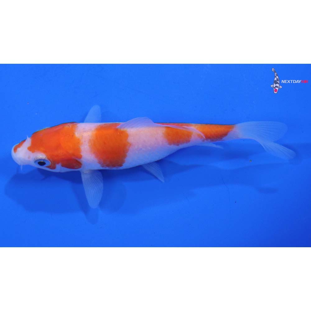 3.5” Imported Kohaku
