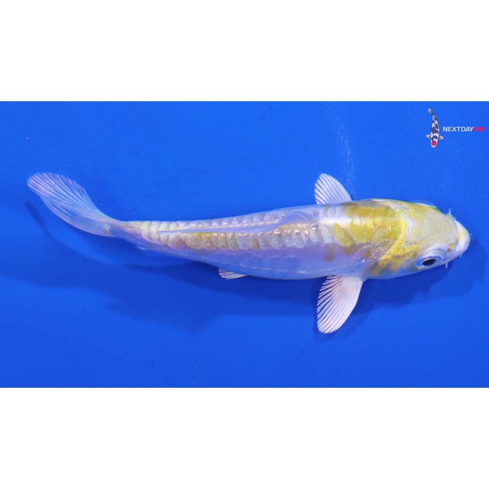 3.5” Imported Doitsu Lemon Hariwake