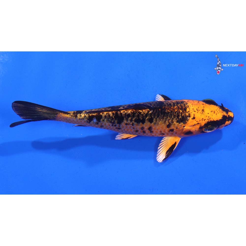 3.5” Imported Kin Aka Bekko