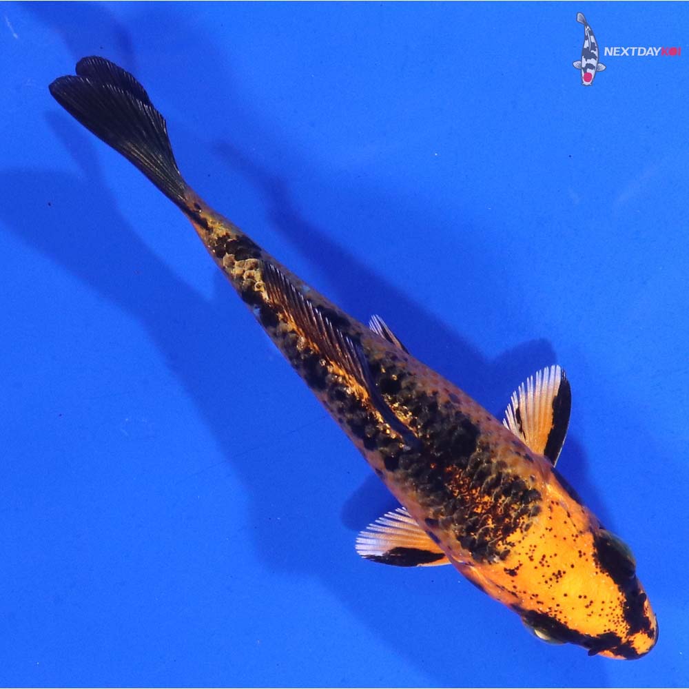 3.5” Imported Kin Aka Bekko