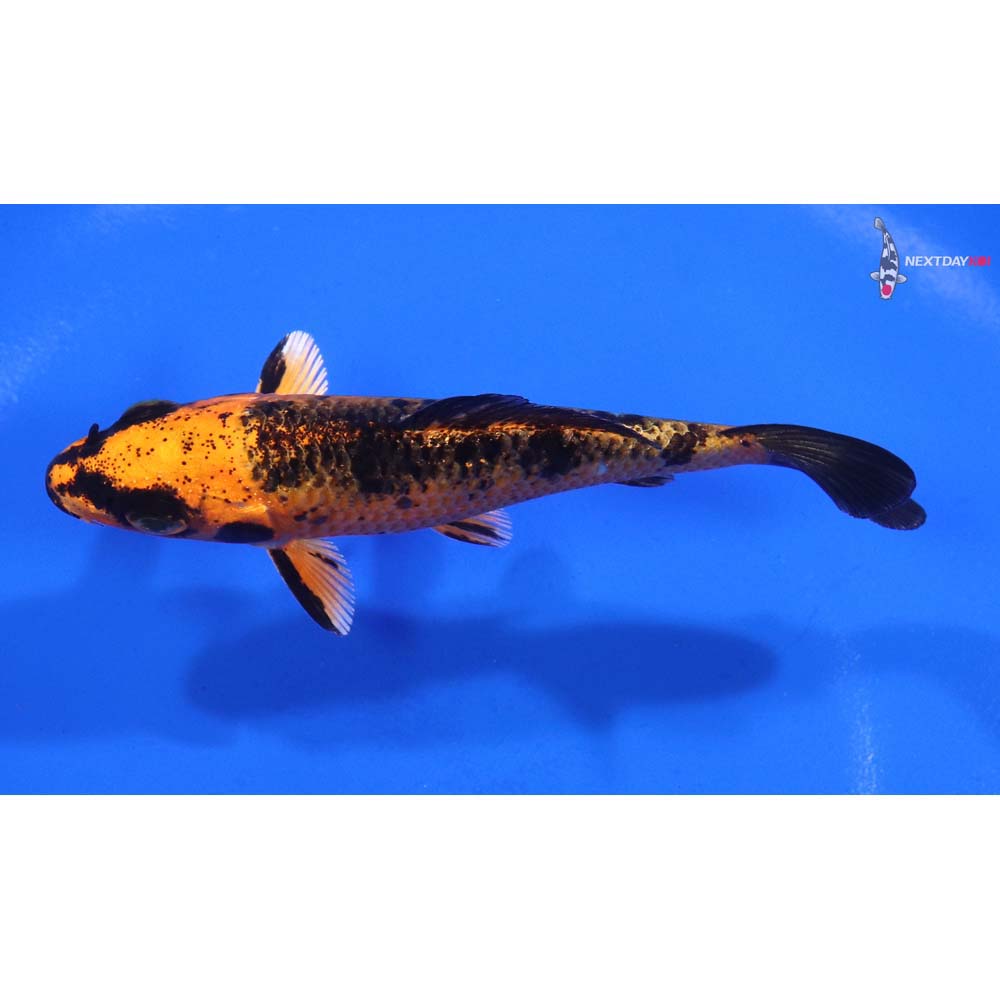 3.5” Imported Kin Aka Bekko