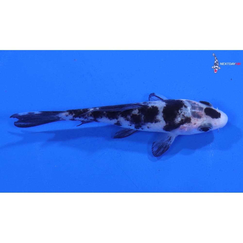 4” Imported Shiro Bekko