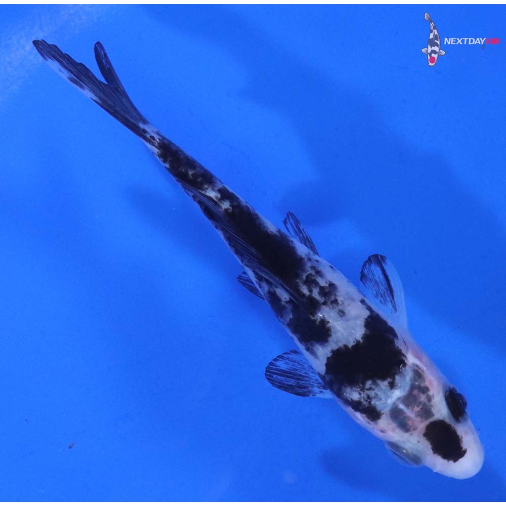 4” Imported Shiro Bekko