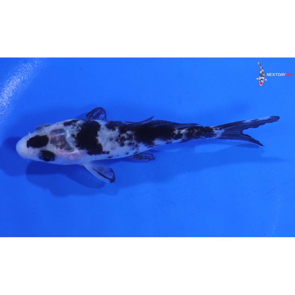 4” Imported Shiro Bekko