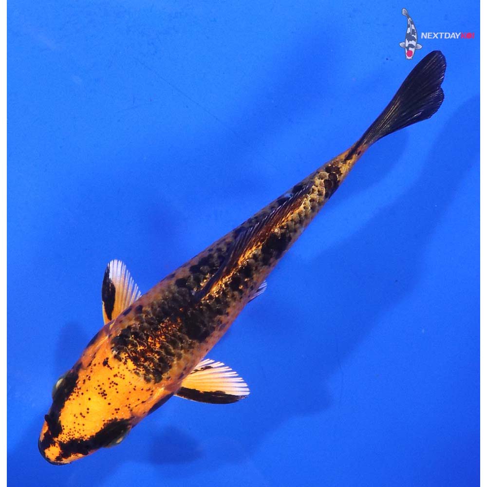 3.5” Imported Kin Aka Bekko