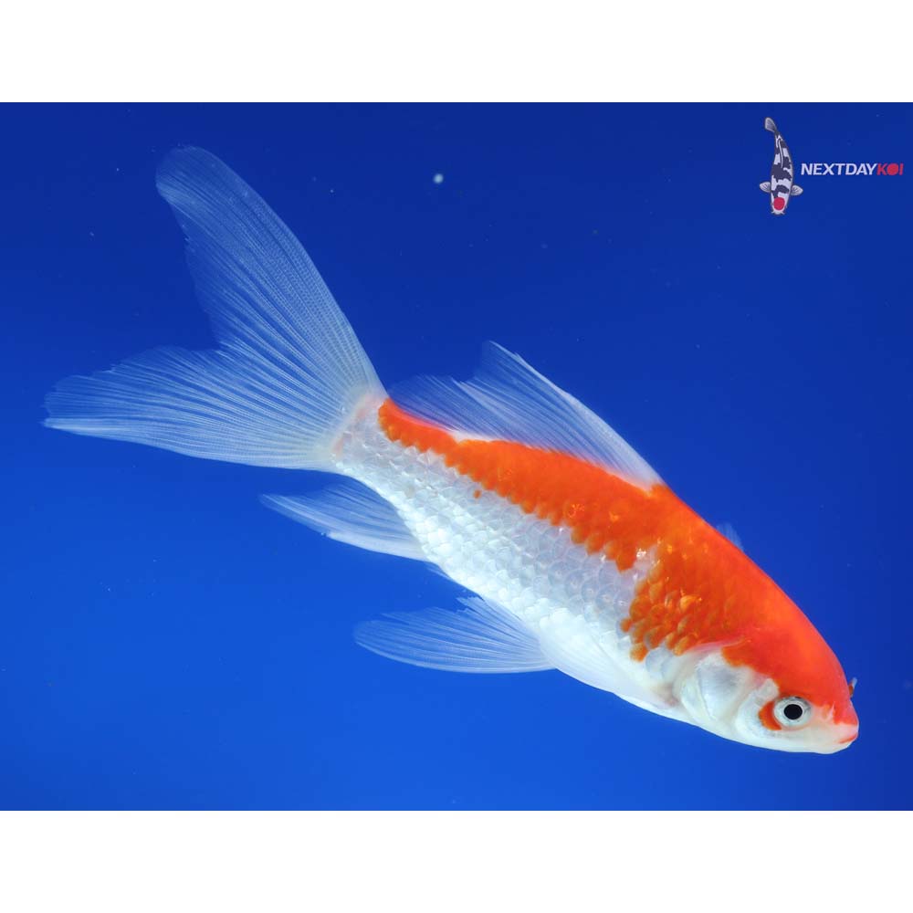 5.5” Imported Sarasa Comet