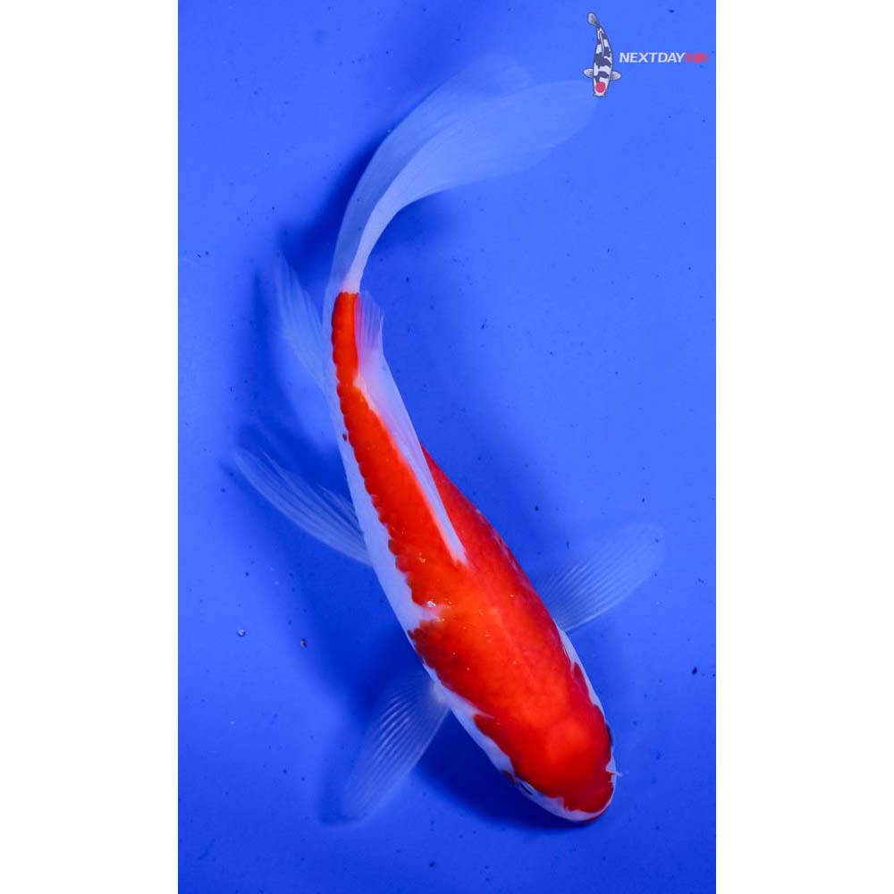 5.5” Imported Sarasa Comet