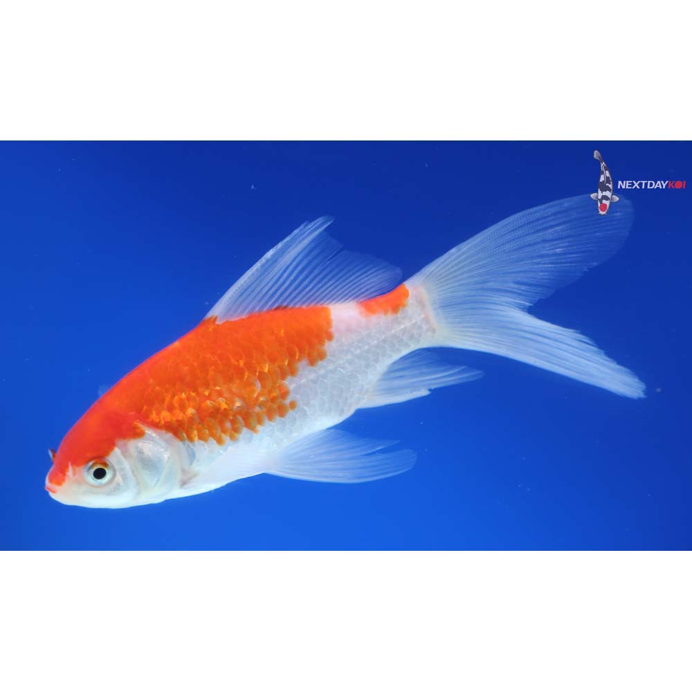 5.5” Imported Sarasa Comet