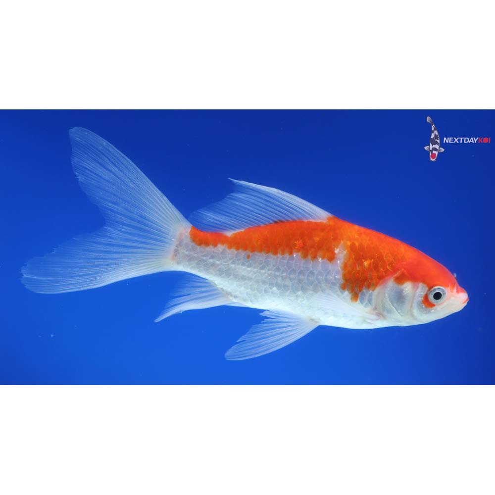 5.5” Imported Sarasa Comet