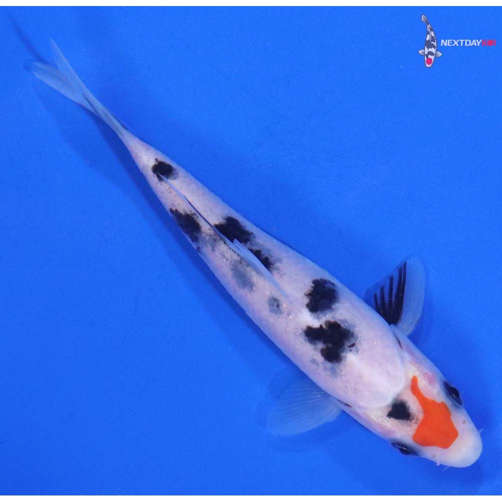 4.5” Imported Sanke