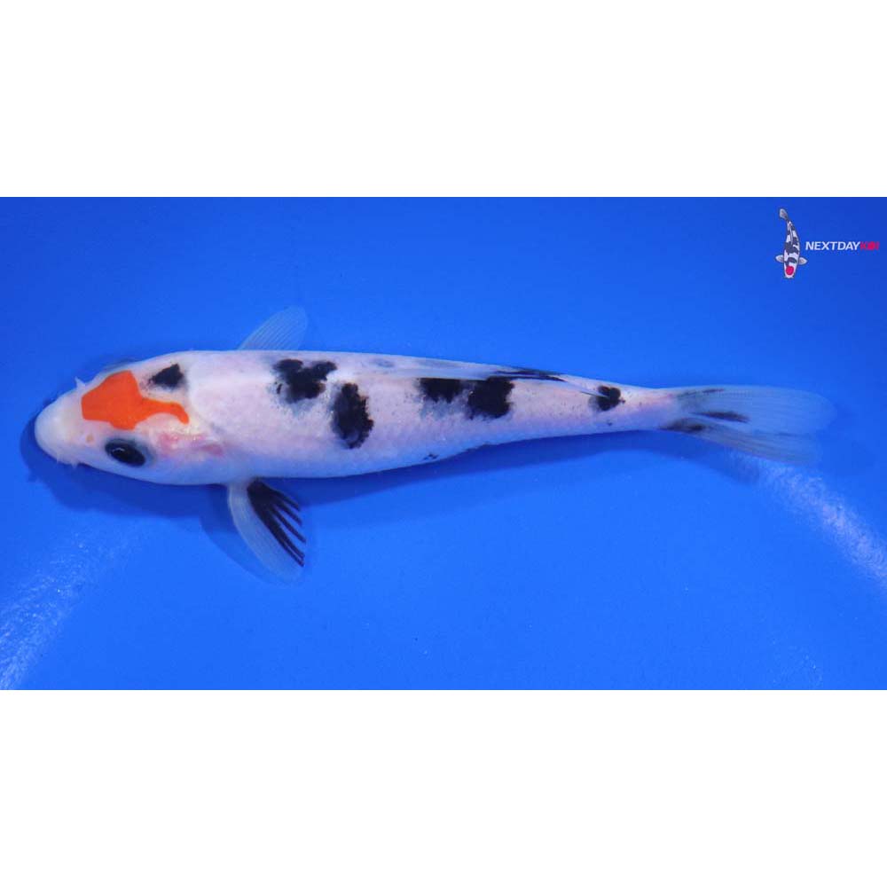 4.5” Imported Sanke