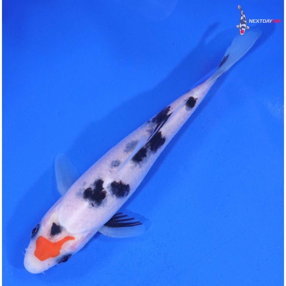 4.5” Imported Sanke