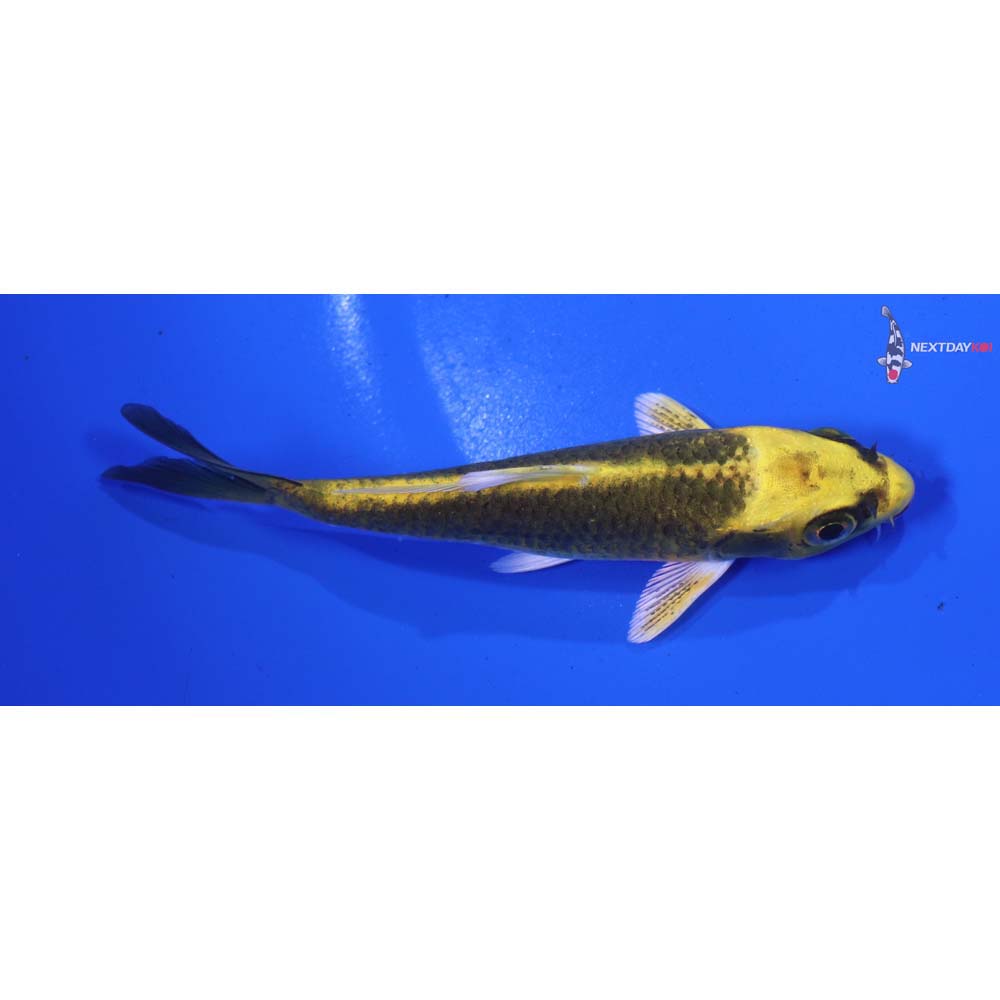 4” Imported Ki Matsuba