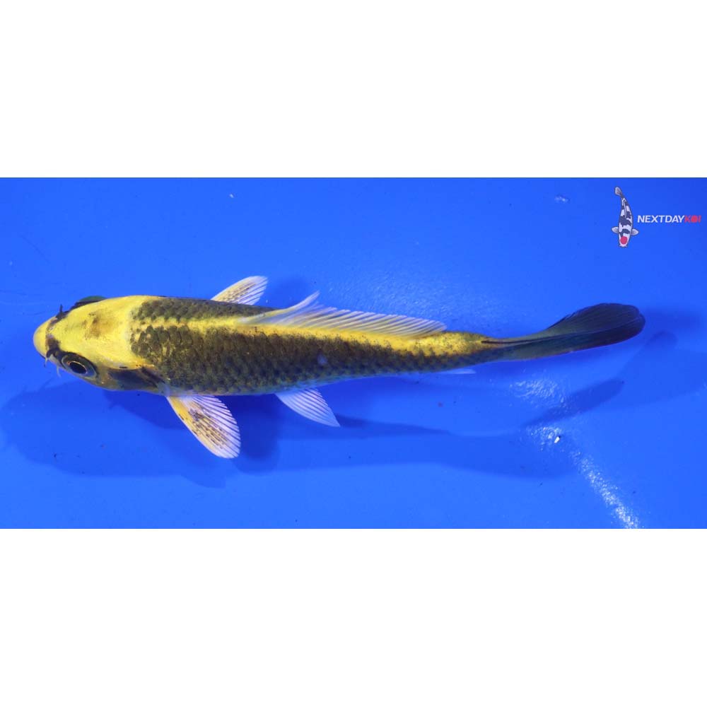 4” Imported Ki Matsuba