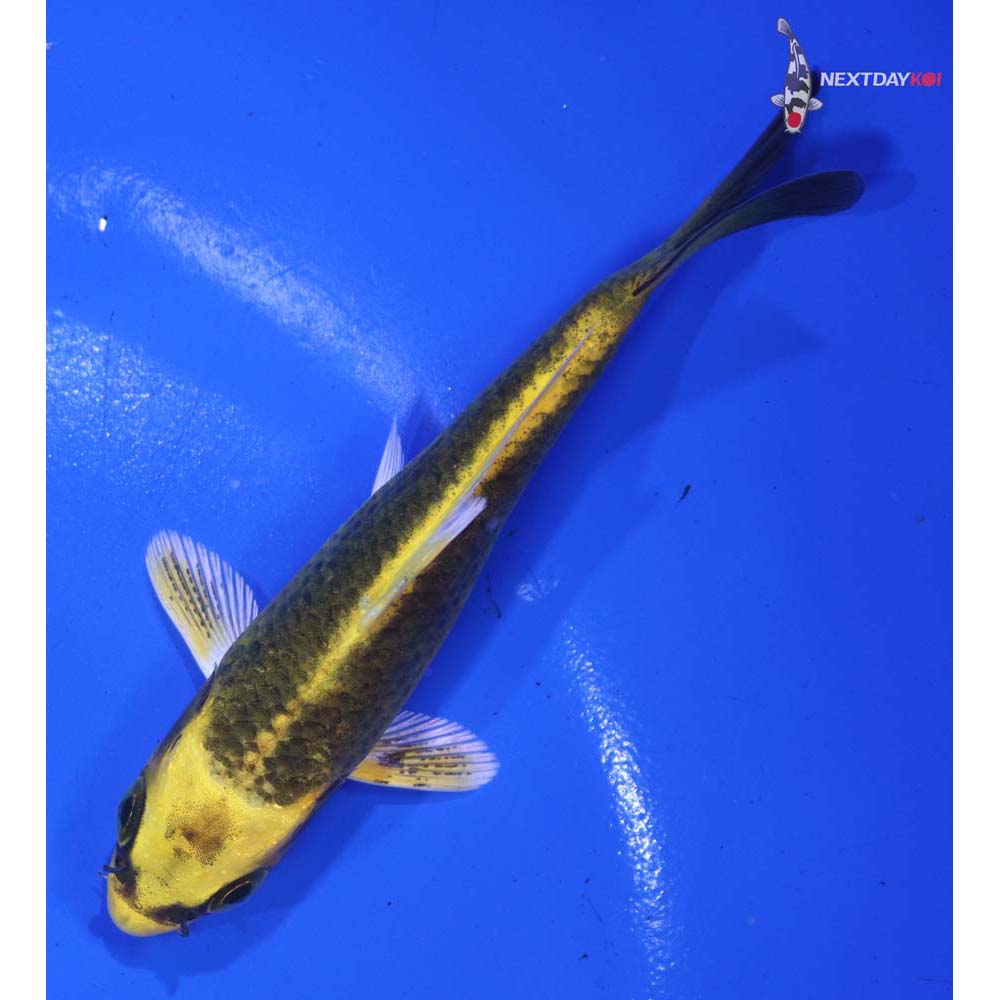 4” Imported Ki Matsuba