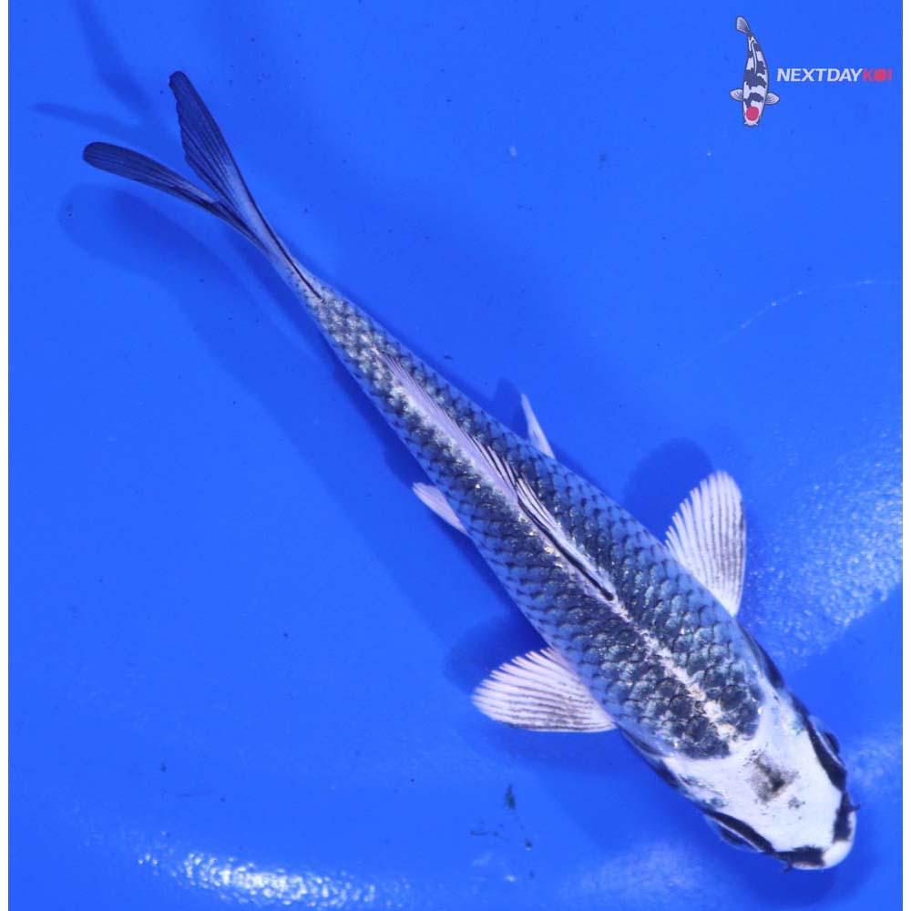 4” Imported Gin Matsuba