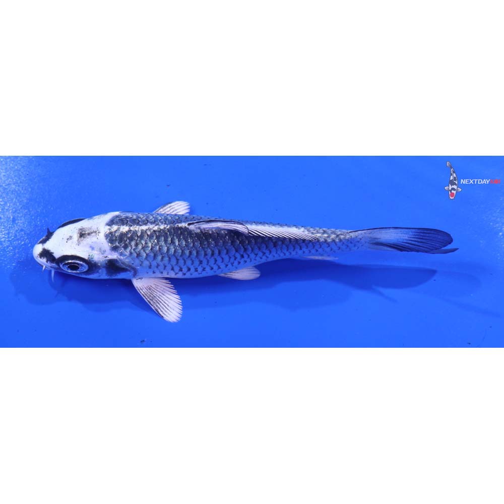 4” Imported Gin Matsuba