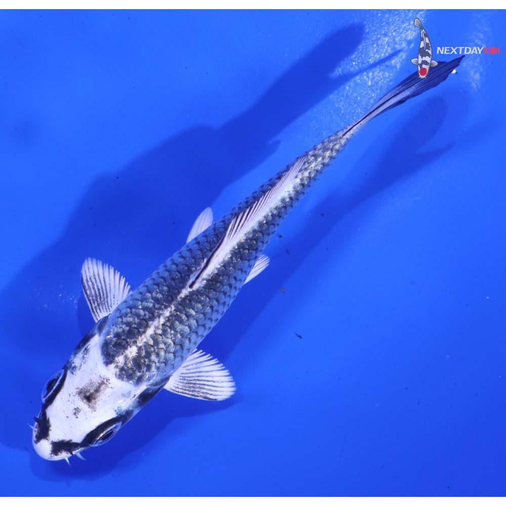 4” Imported Gin Matsuba