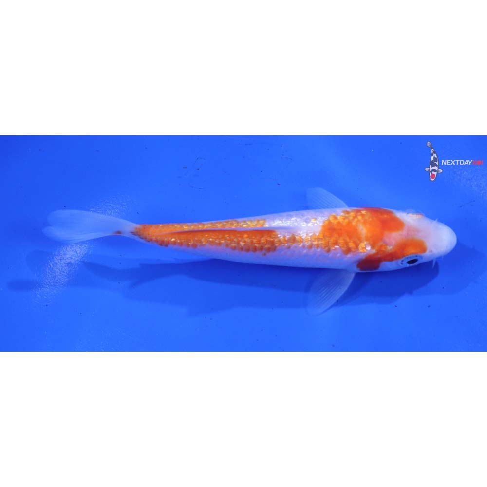 4.5” Imported Gin Rin Kohaku