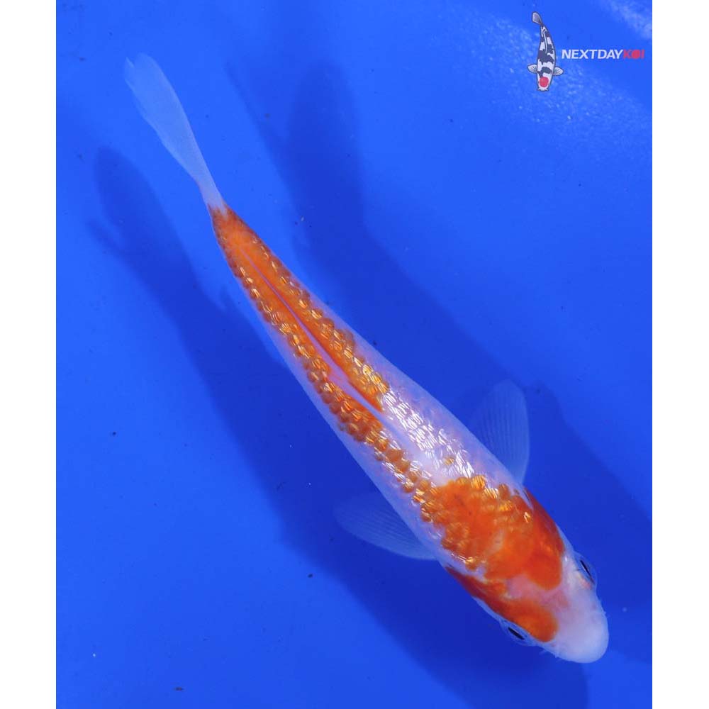 4.5” Imported Gin Rin Kohaku
