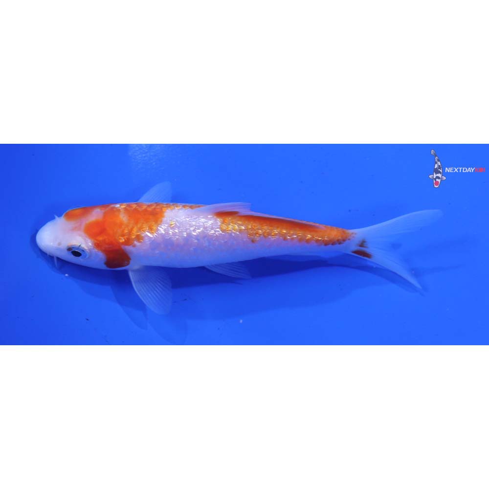 4.5” Imported Gin Rin Kohaku