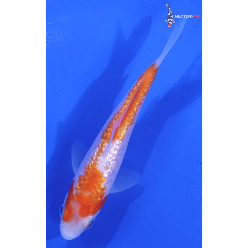 4.5” Imported Gin Rin Kohaku
