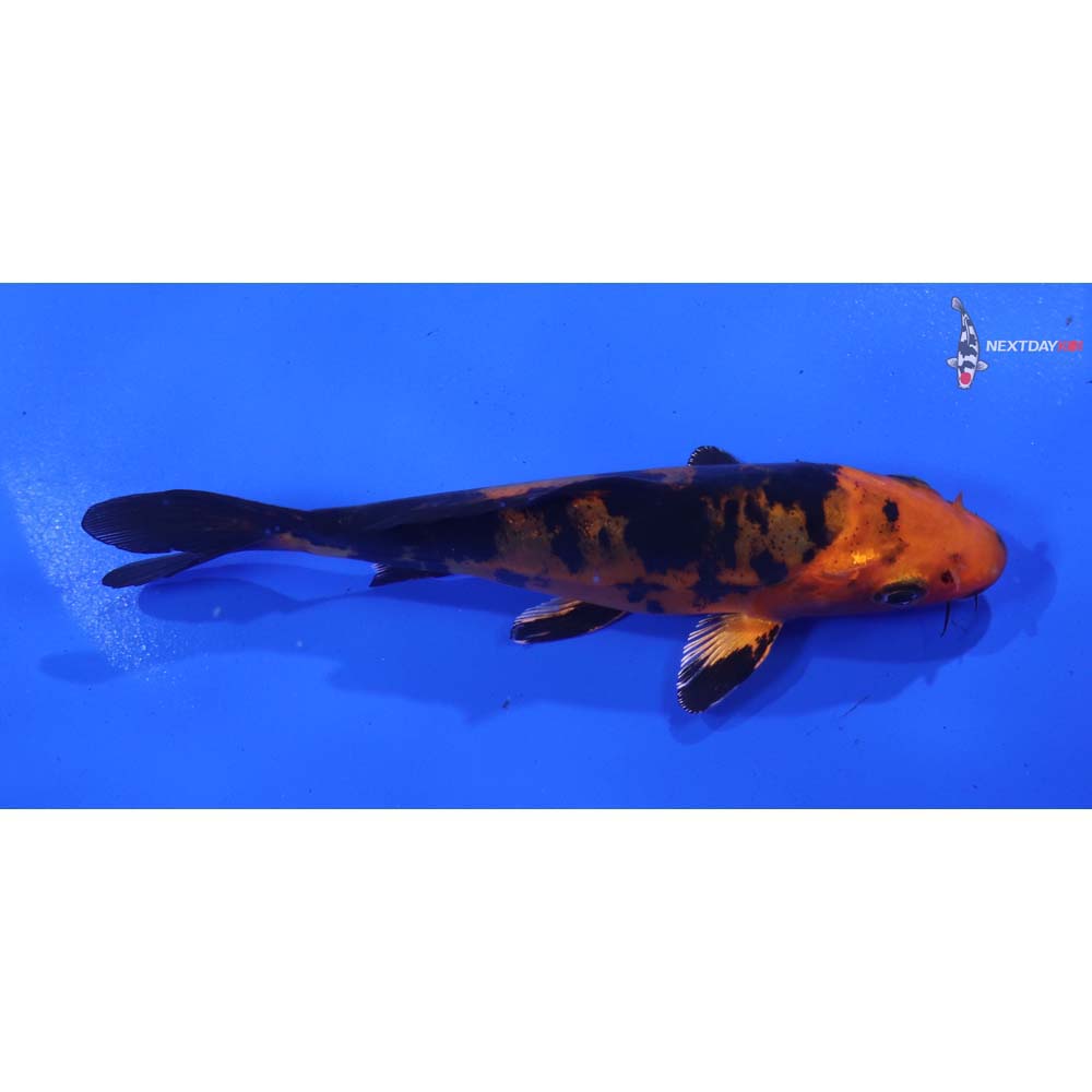 4.5” Imported Doitsu Kin Aka Bekko