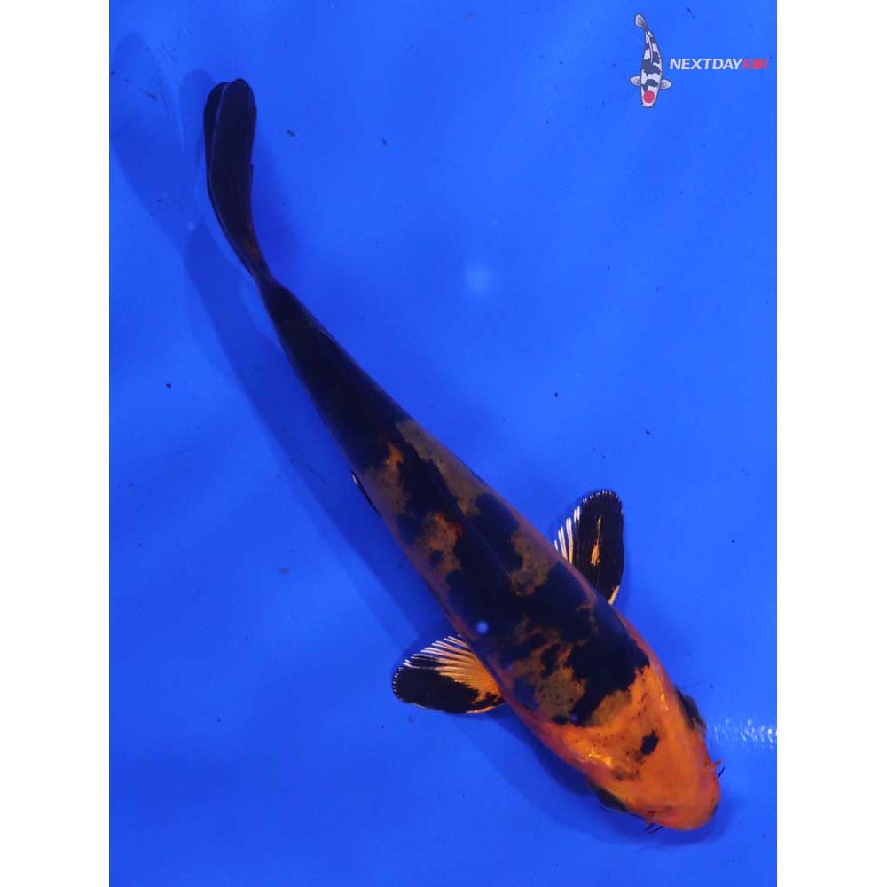 4.5” Imported Doitsu Kin Aka Bekko