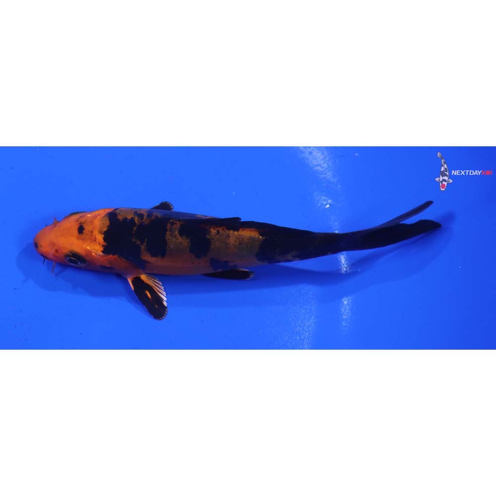 4.5” Imported Doitsu Kin Aka Bekko